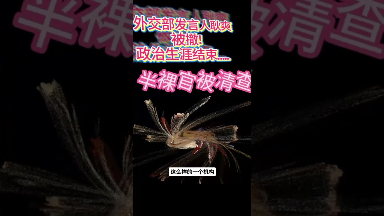 外交部发言人耿爽被撤！半裸官清查，力度很大！#外交部 #耿爽 #王毅 #习近平  #chinesepolitics  #中共