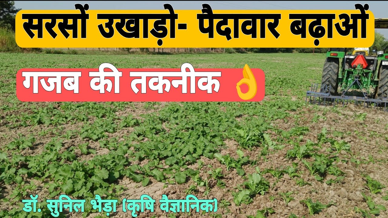 क्या सरसों को उखाड़ना भी फायदेमंद हो सकता है ? सरसों में कम जमाव की समस्या व समाधान ? #mustard