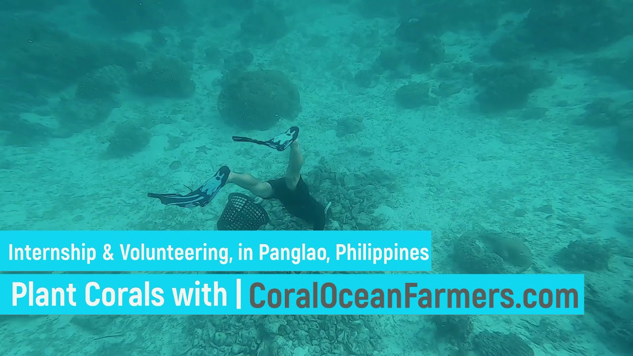 internship program coral propagation