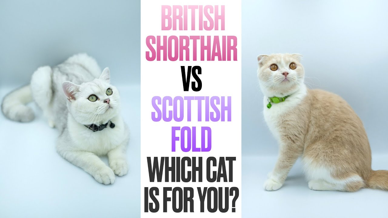 British Shorthair VS Scottish Fold--Which Cat is For You?
