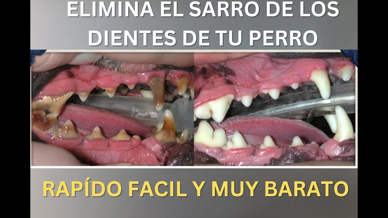 ELIMINA EL SARRO DE TU PERRO FACIL, RAPIDO Y MUY BARATO.