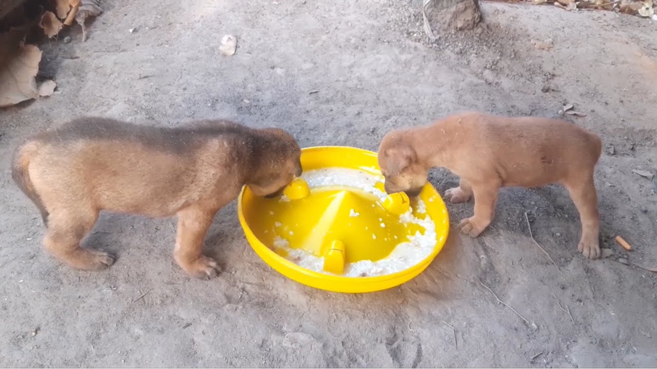 Day 10 Feeding poor family puppies living in brick stove(EP43) - Rescue family puppies