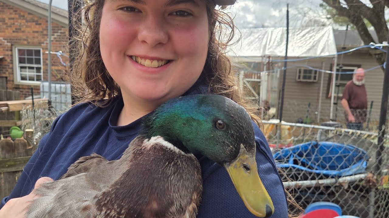 Duck pen changes and leadership.#ducks #leadership #psalms 