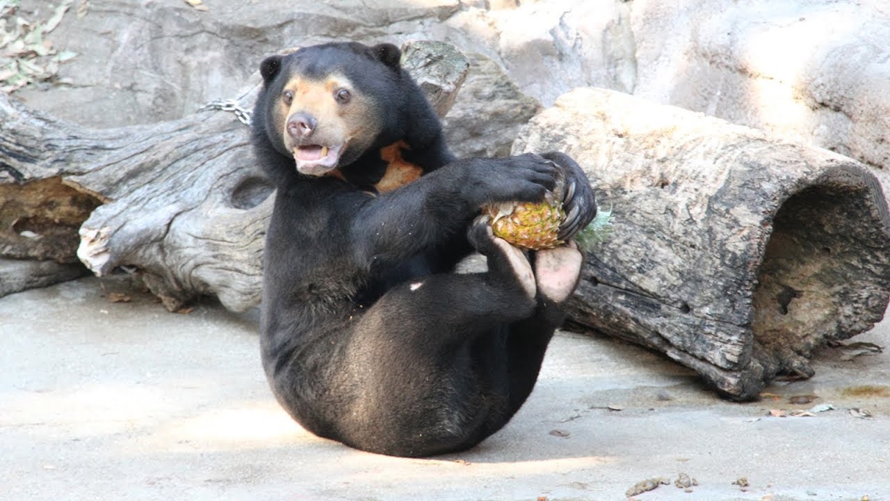マレーグマに果物のプレゼント　天王寺動物園