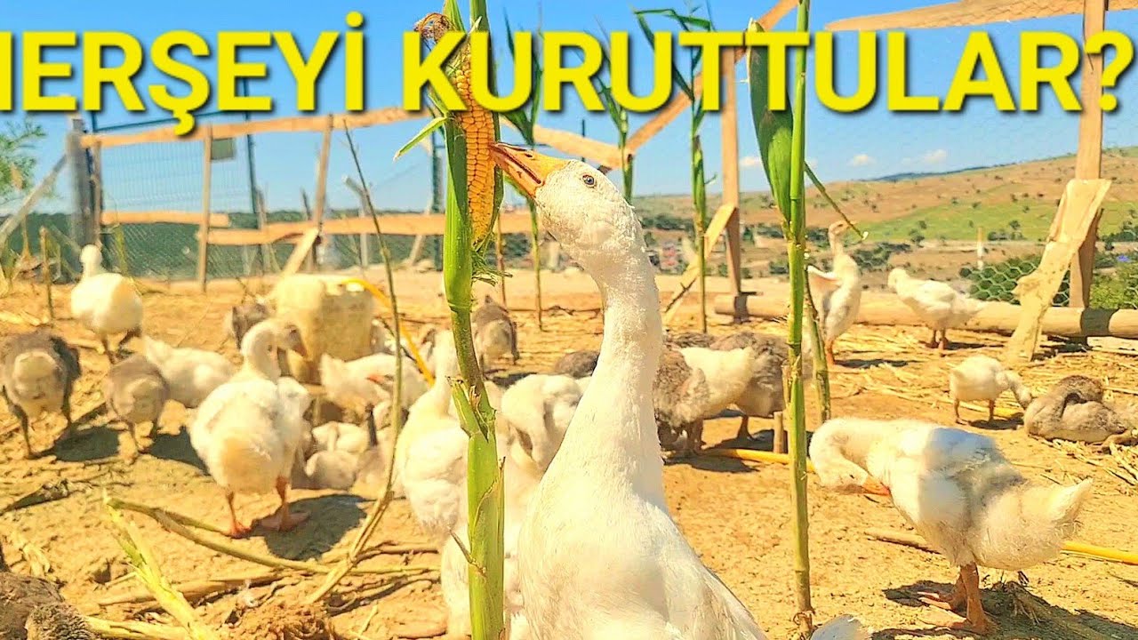 MISIR TARLASINI DÜMDÜZ ETTİLER 🫨BUĞDAYI ŞİŞİRDİM!/AMERİKAN ÖRDEKLERİ ÇIKIYOR!#ciftlik