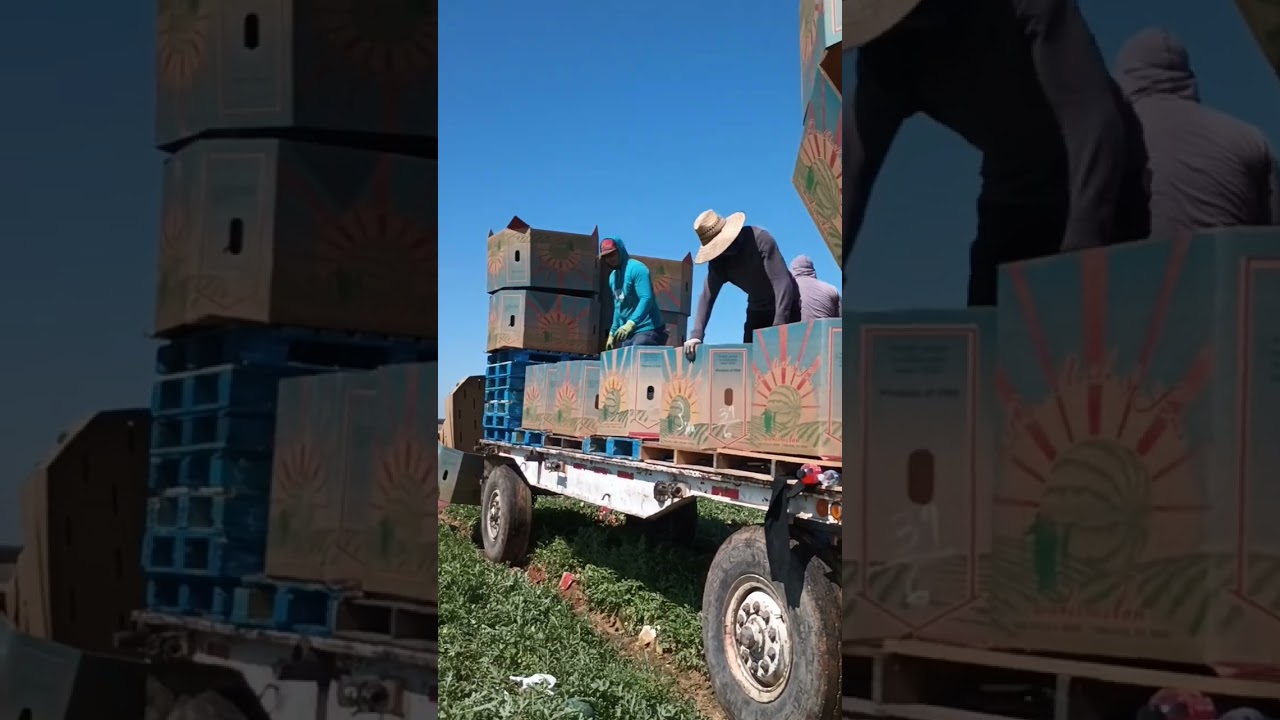 vida migrante