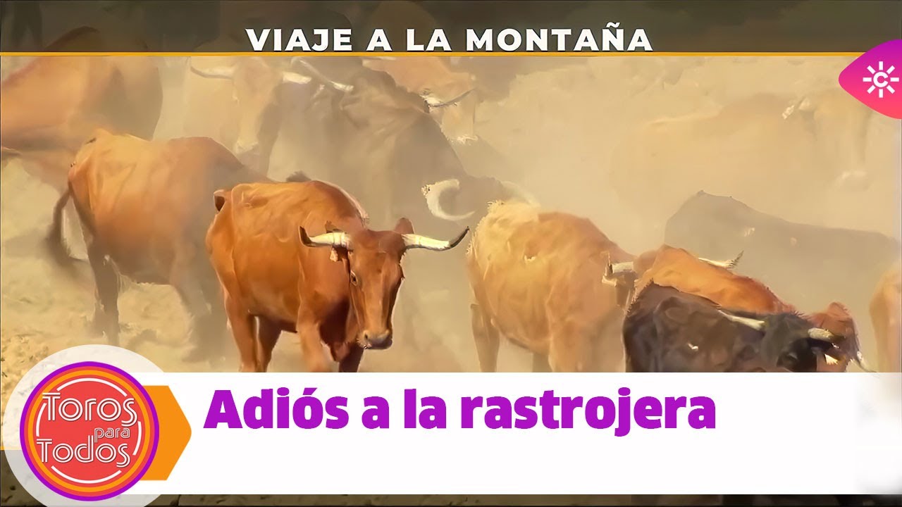 Toros para todos |Viaje a la montaña', adiós a la rastrojera