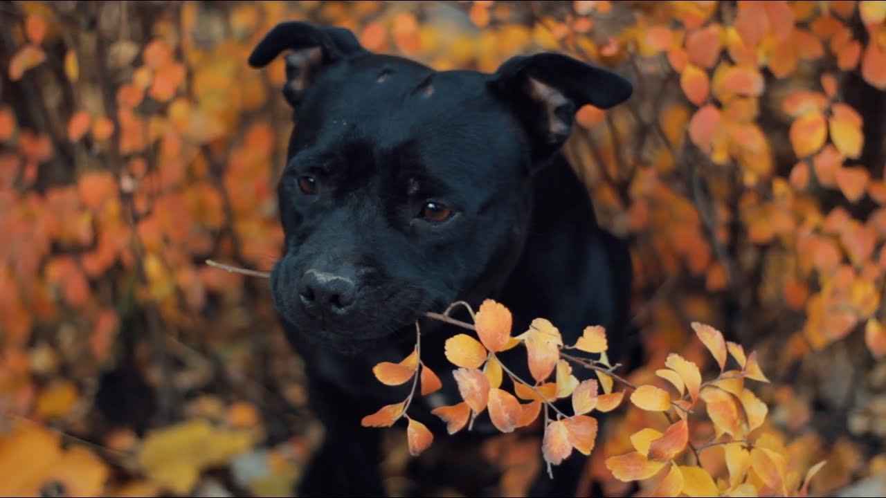 Staffordshire Bull Terrier Yolo | Dog Tricks