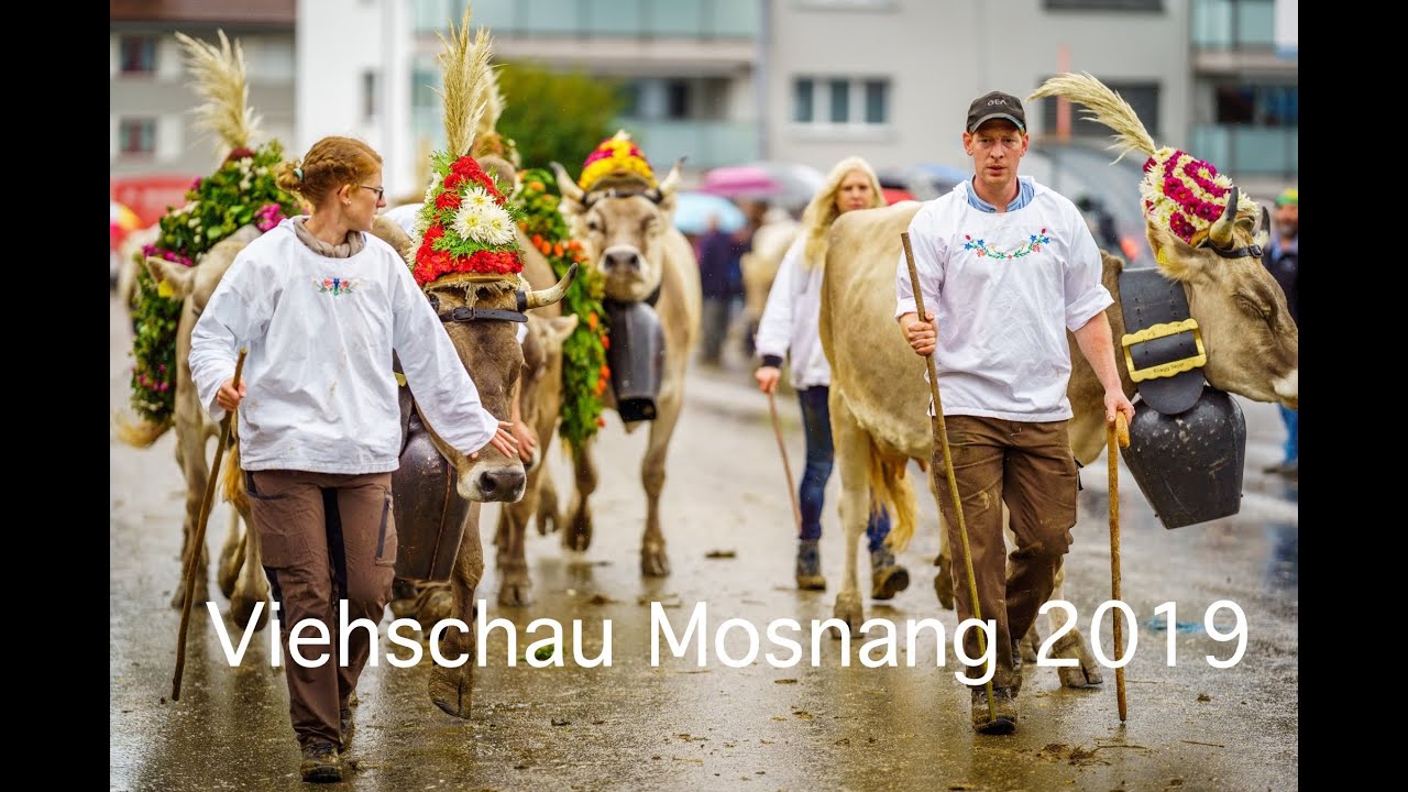 Viehschau Mosnang 2019 Highlights