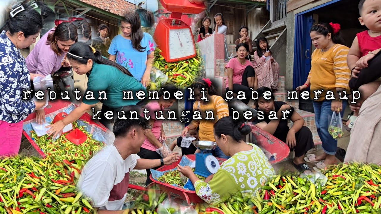 Jualan cabe keliling kampung habis terjual pembeli rebutan meraup untung besar hidup di hutan