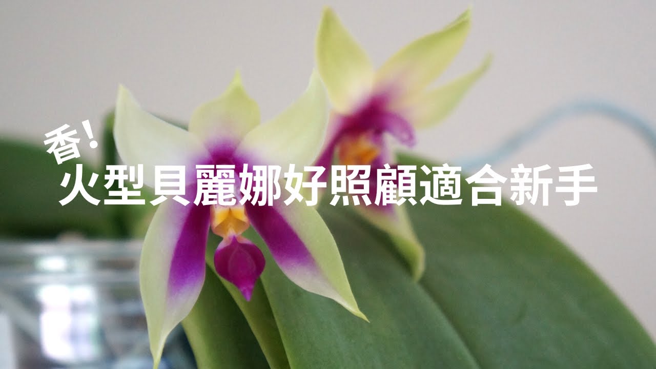 原生種貝麗娜(火型)又開花了, 好照顧適合新手嘗試 | 養護技巧 | 蘭花種植