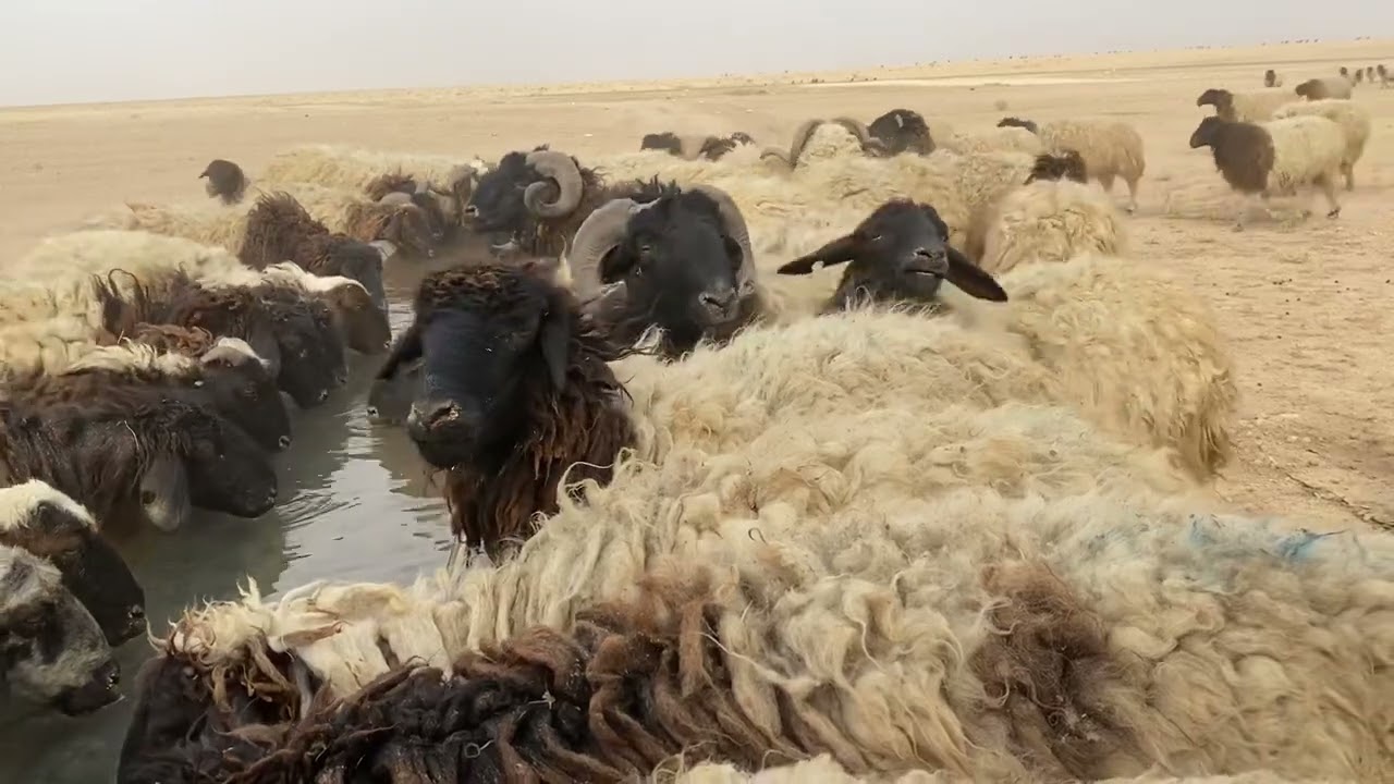 اشتركو بقناتي مربي الاغنام غنم جبل نينوى العراق