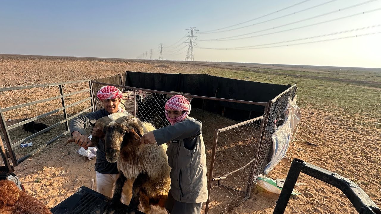 جبنا الغنم من البر الى المزرعه😂🐏🐑