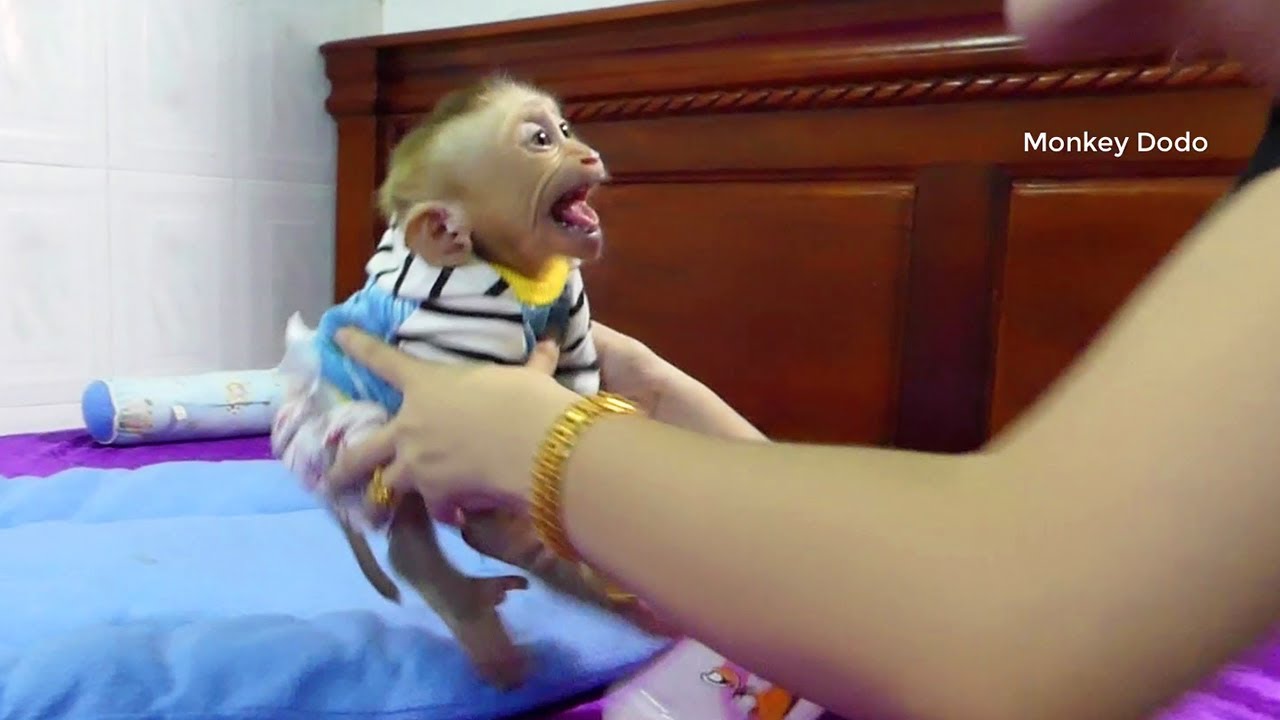 Moly CryLoudly Angry Mom Pick Up Him While Preparing Milk