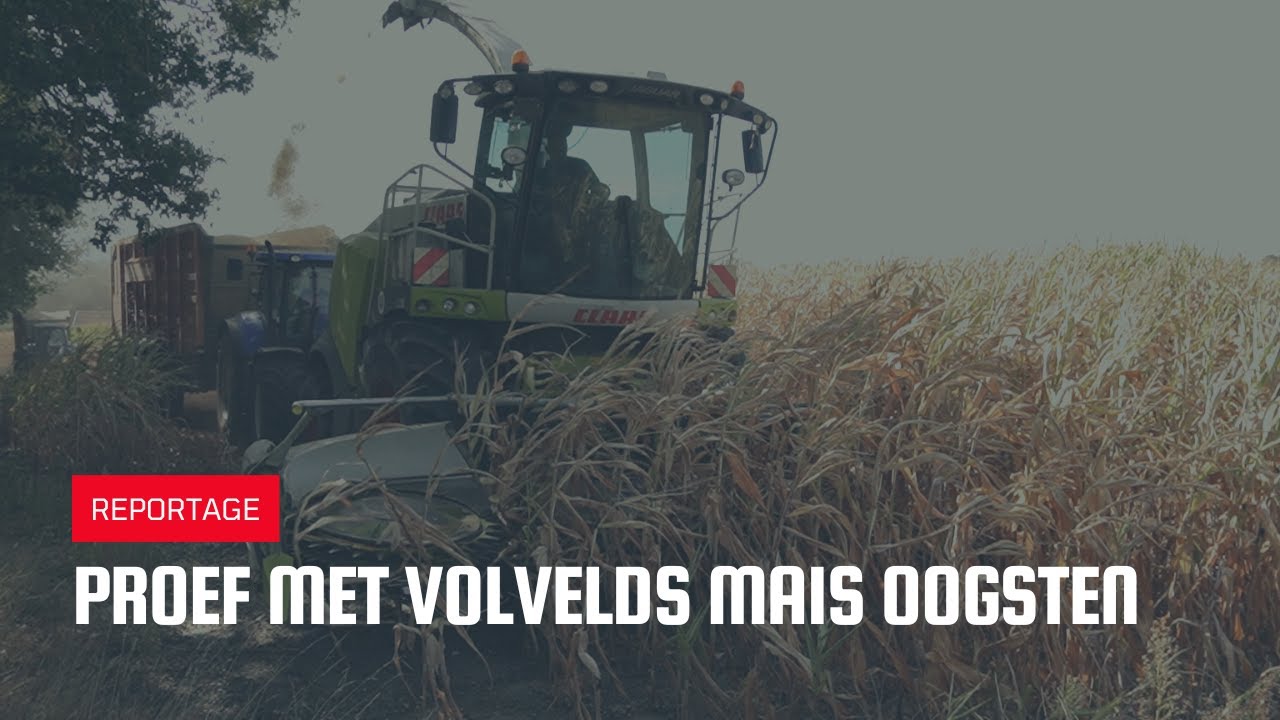 Proef met volvelds mais oogsten