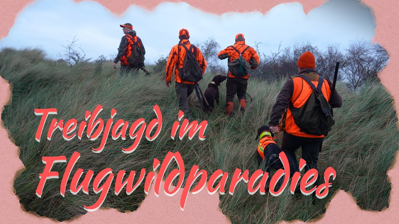Teppe und Schwenen jagen auf der Insel