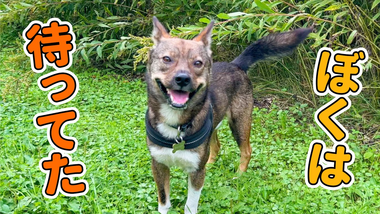 ノーリードではぐれたと思ったら、笑顔で待ってくれてた保護犬チャーリー