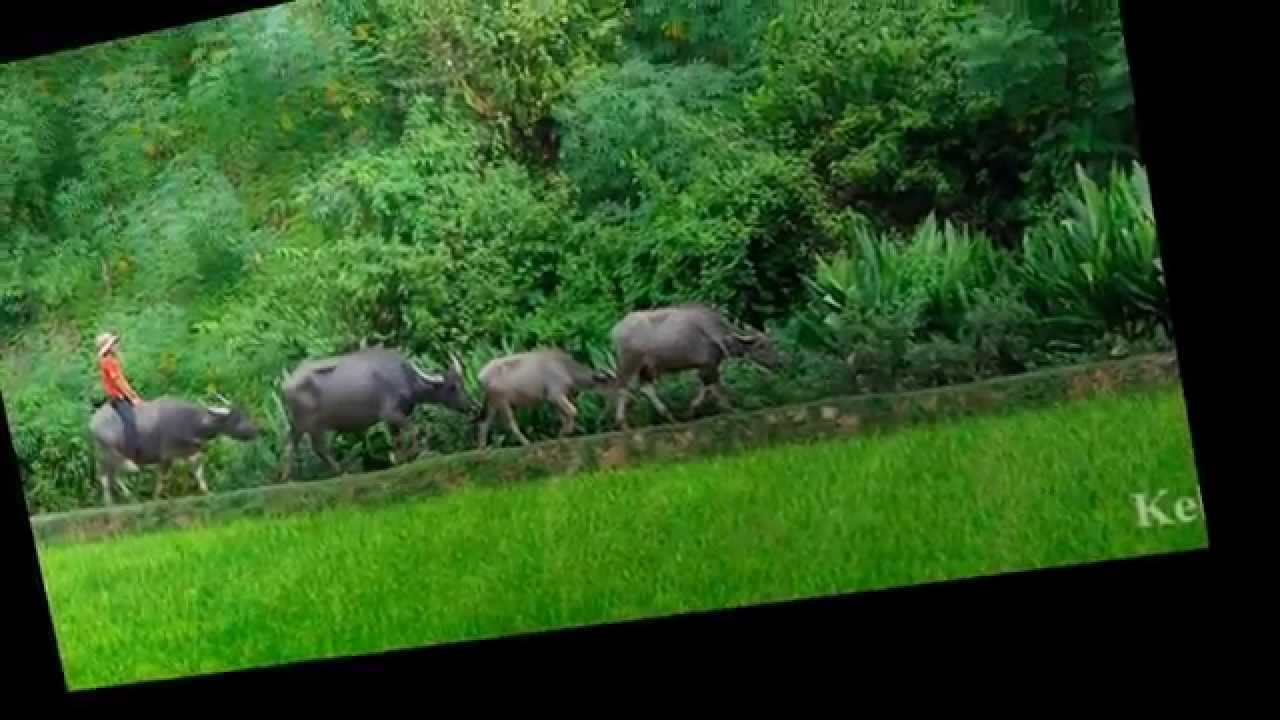 QUÊ NGHÈO Nhạc Phạm Duy Ca sĩ Thái Thanh