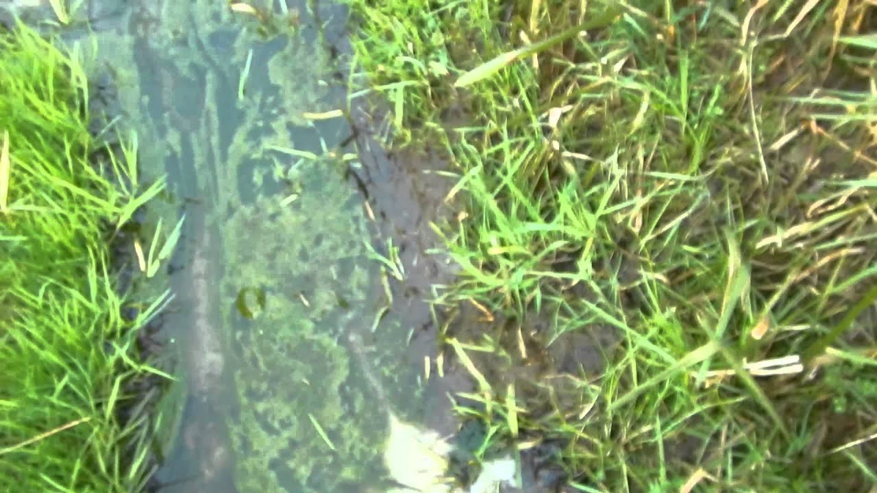 Kwelwater in sloot 