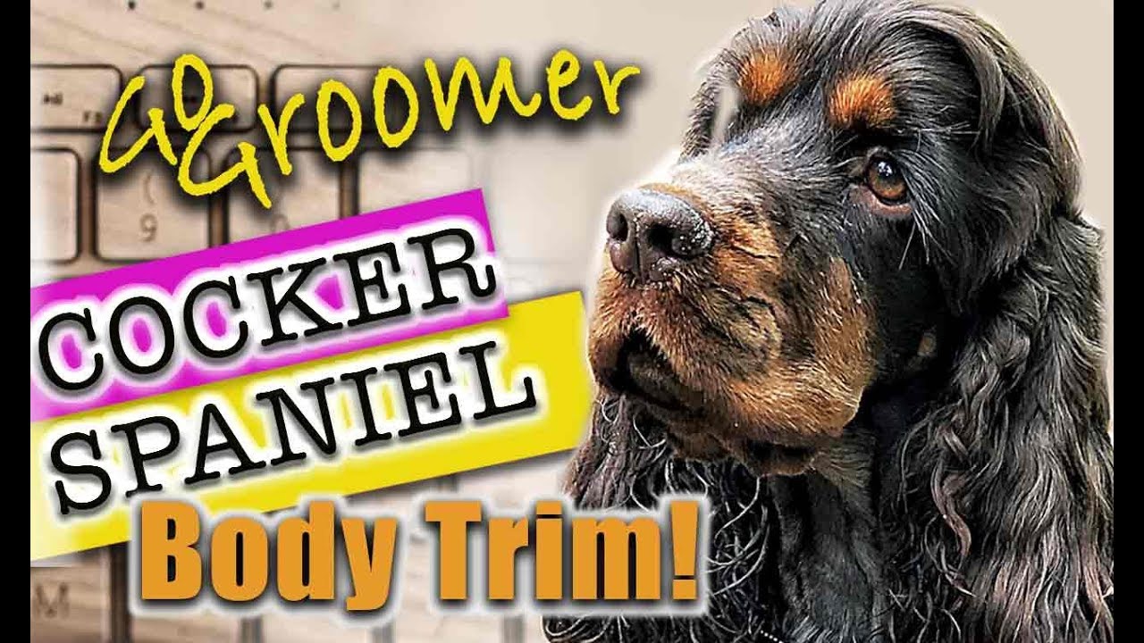 Grooming a Cocker Spaniel-Breed Standard Trim