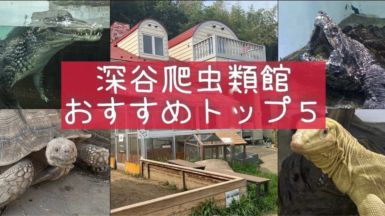 【深谷爬虫類館】超主観的！おすすめトップ５！魅力的な生体もご紹介！