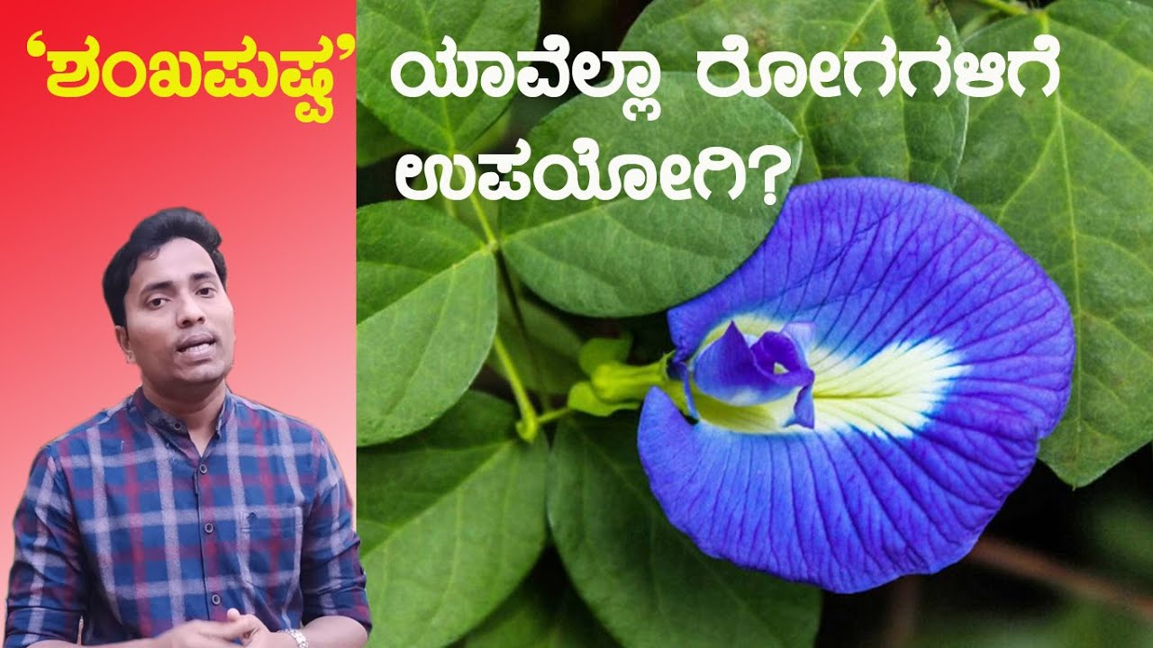 ಮೆದುಳಿನ ಟಾನಿಕ್ , ಔಷಧೀಯ ಸಸ್ಯ- 'ಶಂಖಪುಷ್ಪ' Best Brain Tonic - Shankapushpi