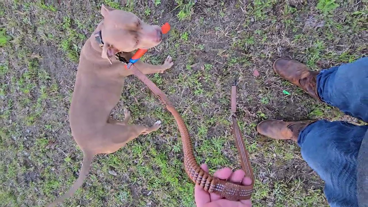Carhartt shock absorbing leash review