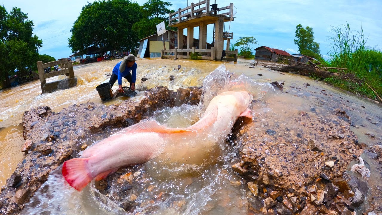 top amazing, best hand fishing, catch a lot of fish and pick eggs by hand fisherman