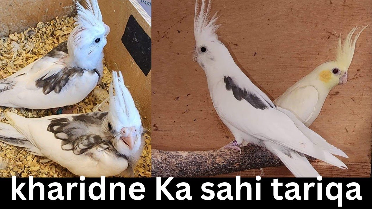 Cockatiels kharidne Ka sahi tariqa | how to buy cockatiels | December 10, 2024