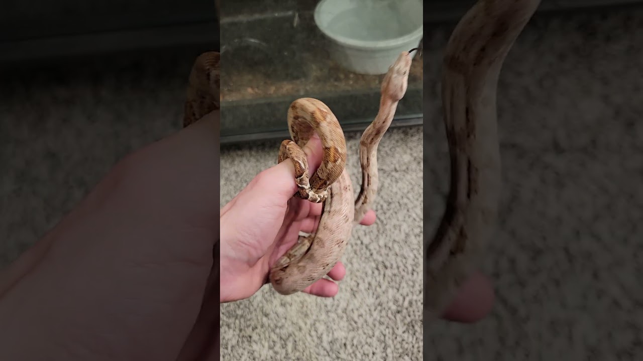 2024 Pure Hog Island Boa #3. check out my MorphMarket
