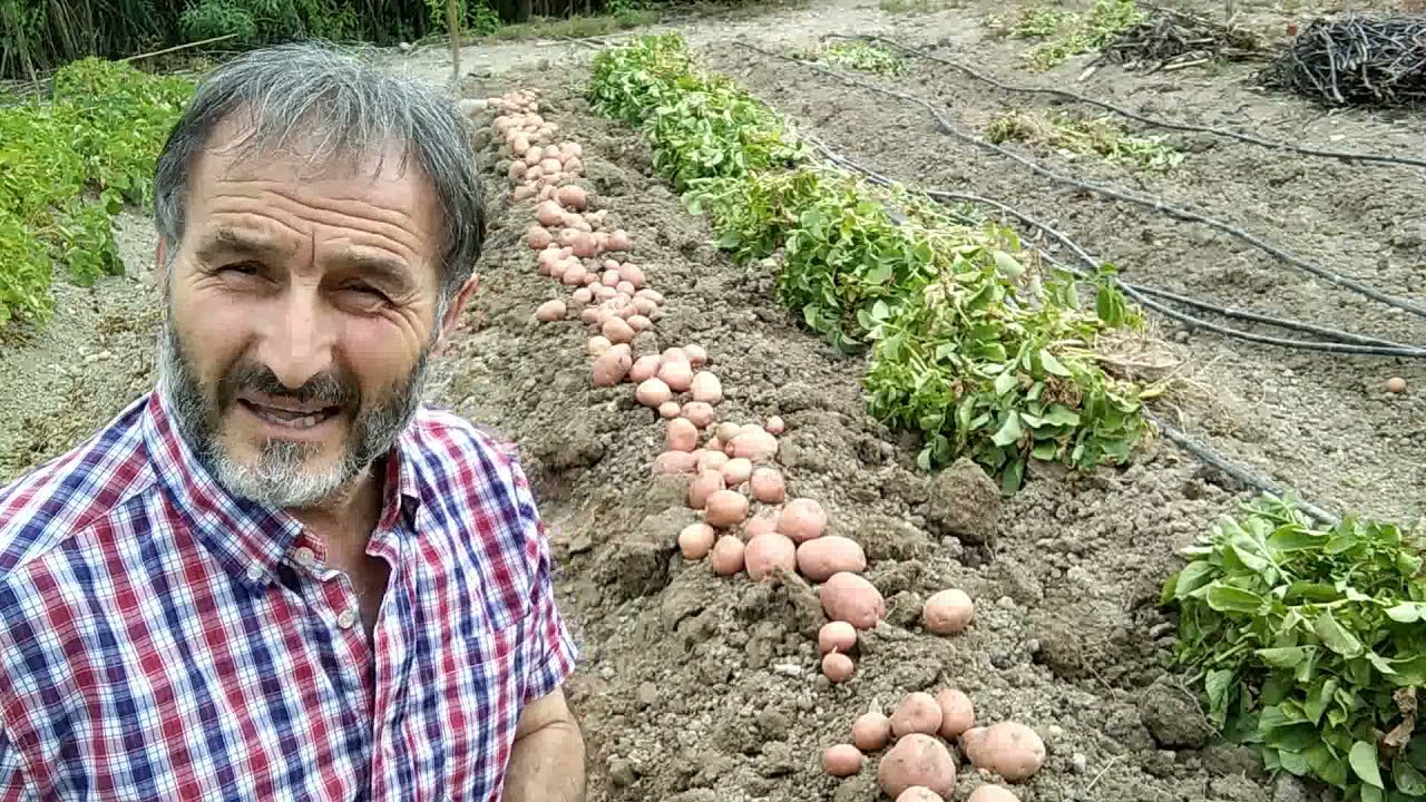 Recolección de patatas a la antigua usanza