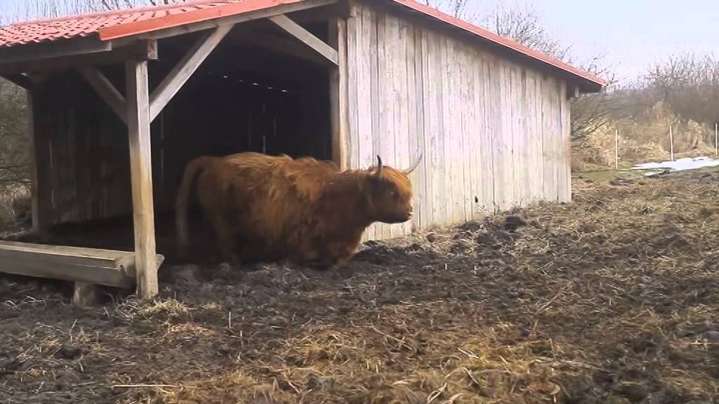 Čerešnička 27.02.2015 – exotické chlpaté kravy zo Škótska