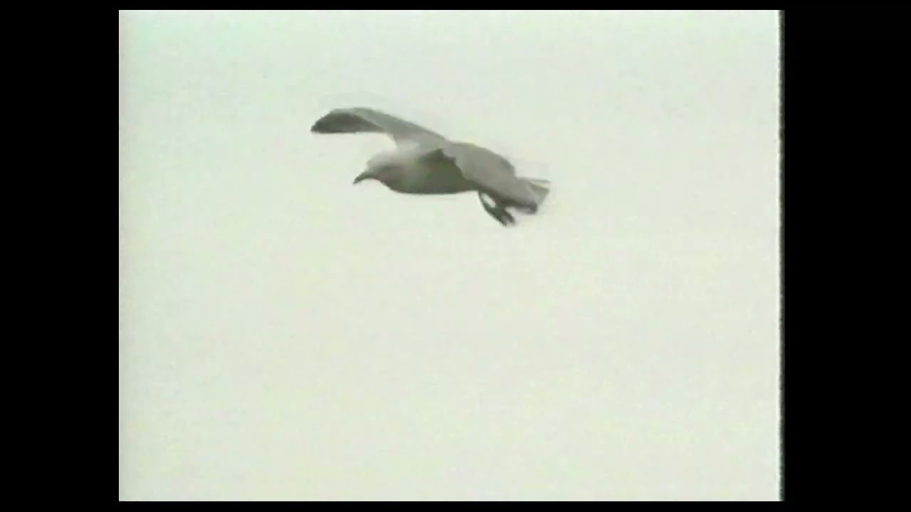 Fowlsheugh 1999   by  Alex Forbes