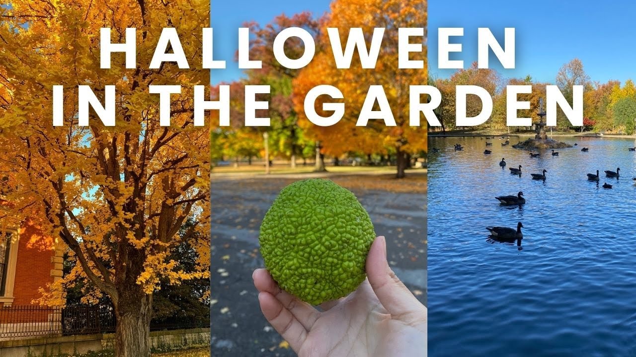 URBAN GARDEN VLOG | Halloween, Planting Garlic & Native Flowers