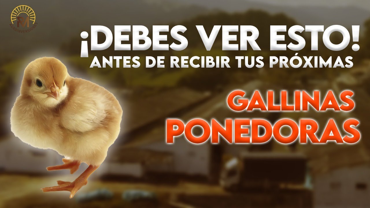 10 TIPS antes de recibir a tus GALLINAS PONEDORAS