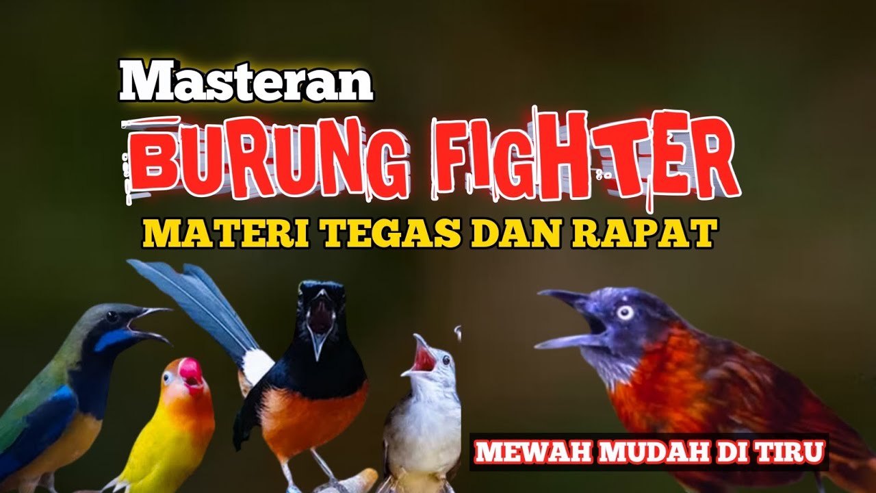 2 jam MASTERAN FIGHTER Full Tembakan kasar materi tegaa dan rapat MUDAH DI TIRU