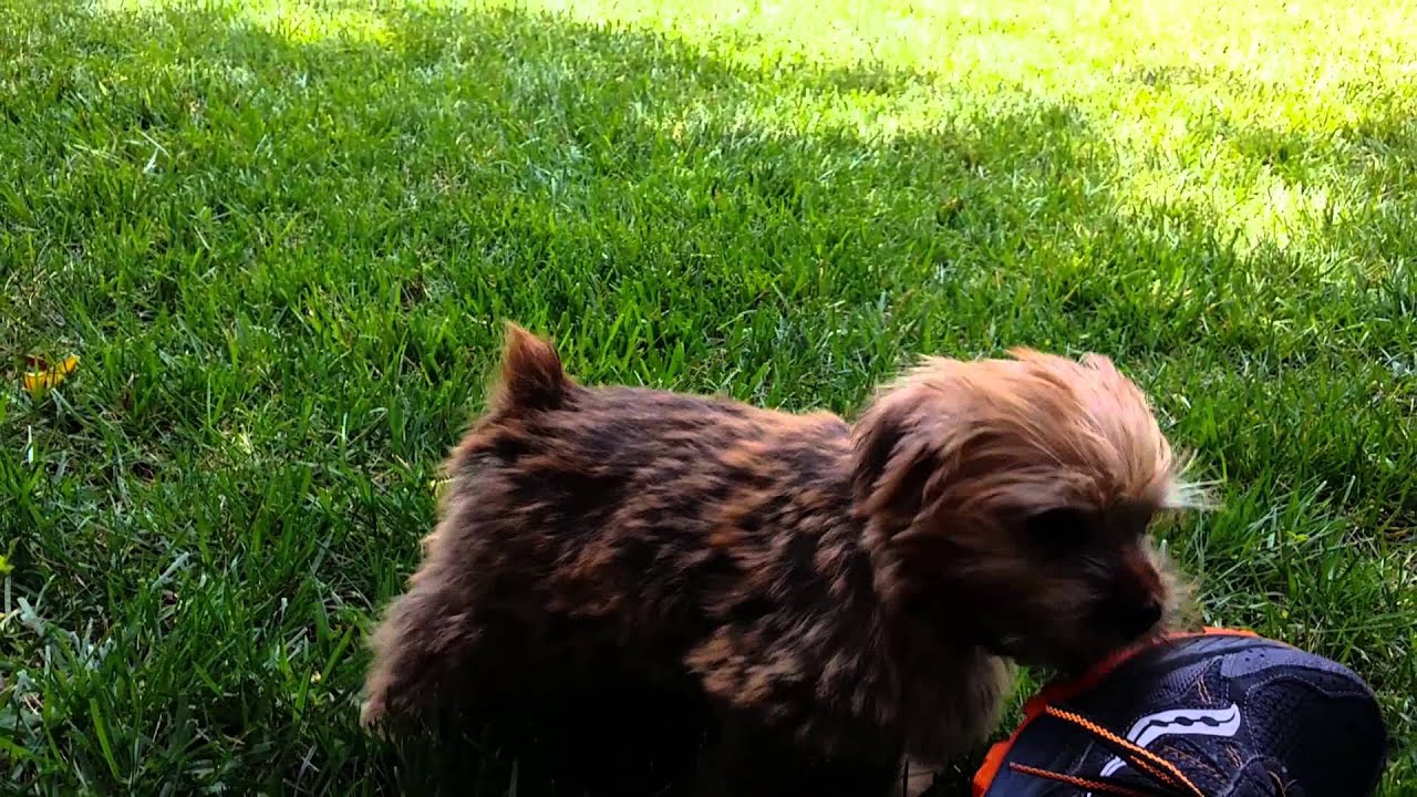 Cutest Norfolk Terrier puppy playing in the grass