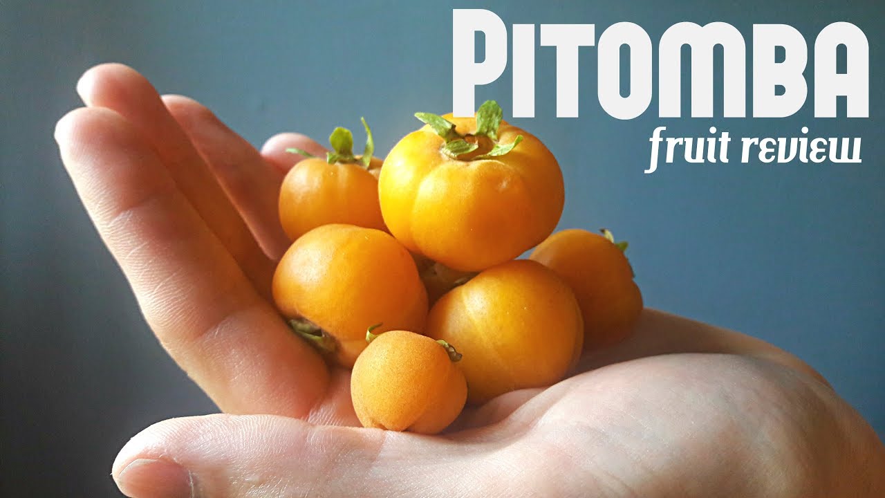 Обзор фруктов Питомба — Weird Fruit Explorer, выпуск 227