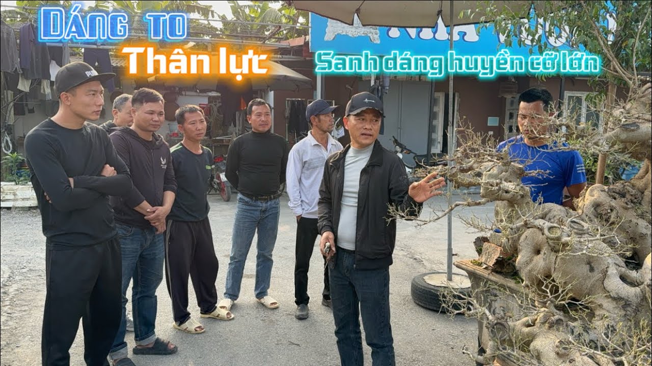 Sanh Dáng Huyền Cỡ Lớn | Dáng To, Thân Lực – Định Hướng Nuôi Chỉnh