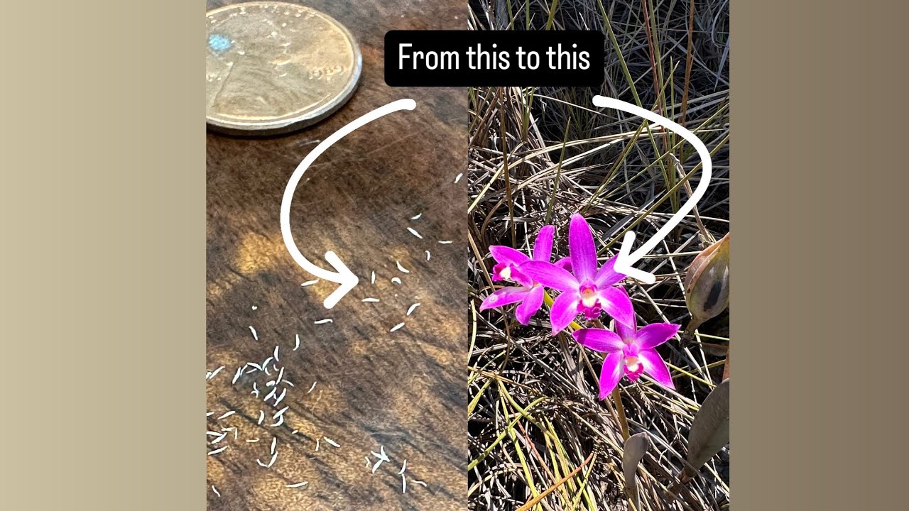 Cattleya Seed Experiment