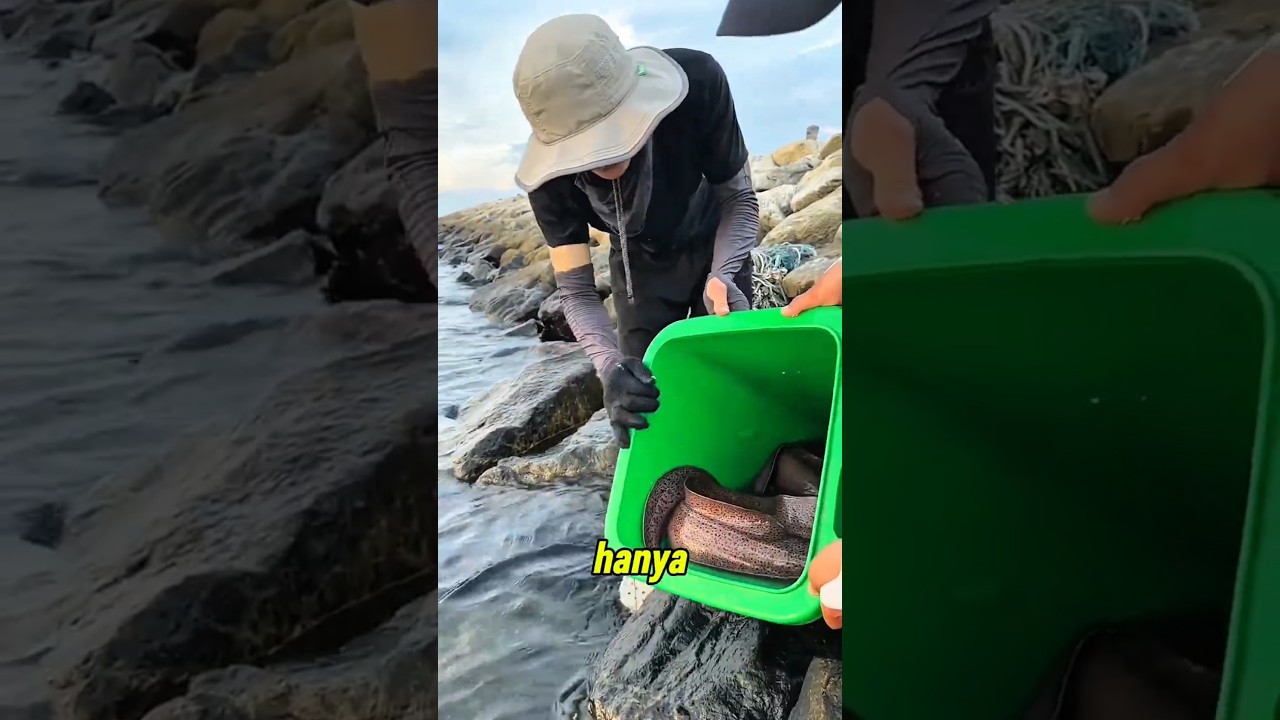 LANJUTAN DARI MANCING BELUT MORAY #fishing #mancing #shorts