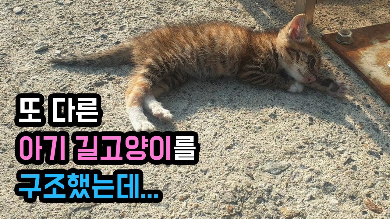아기고양이 구조와 범백, 구독자분들 진심으로 감사드립니다.