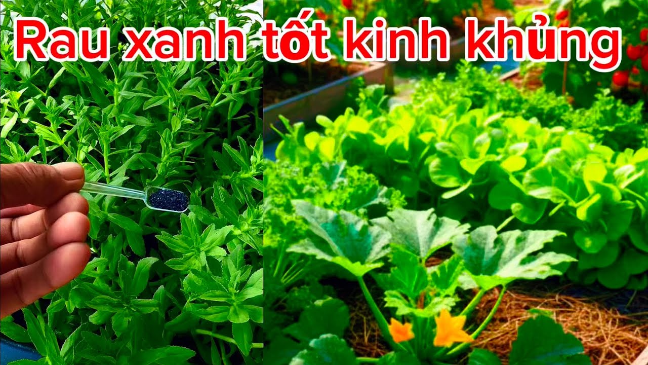 Chỉ cần làm cách này rau gì cũng luôn xanh tốt quanh năm 