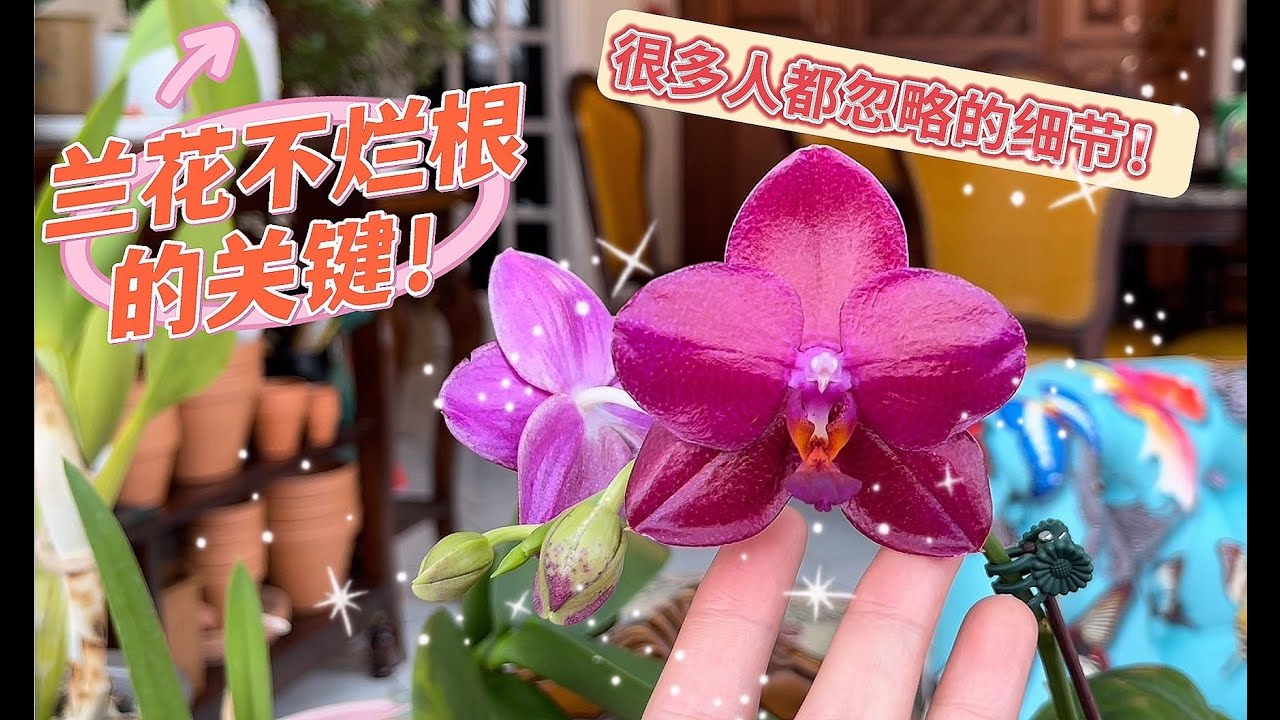 【兰花不烂根系列一】Phal. Mituo Diamond 'Big Pink', 兰花不烂根的关键，如何增加室内通风，盆栽兰花的注意要点，套盆的正确使用，坐标多伦多