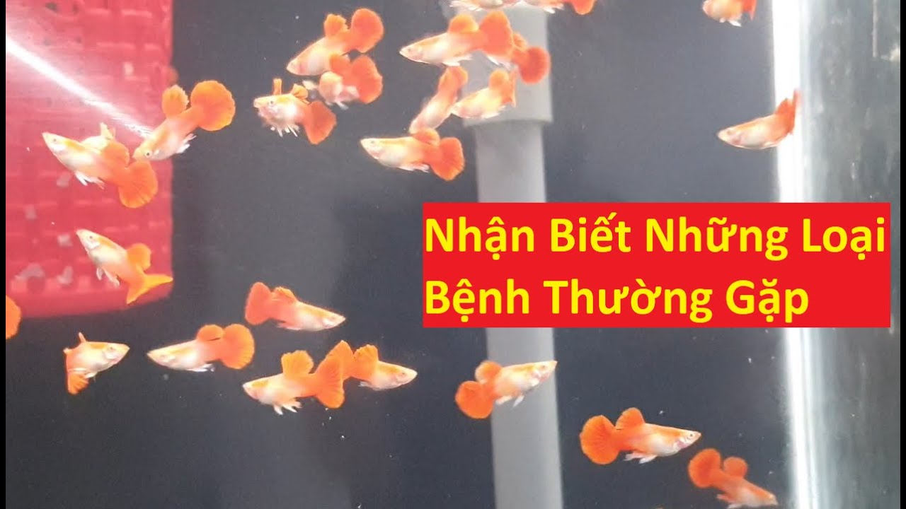 Nhận Biết Những Loại Bệnh Cá 7 Màu Hay Bị