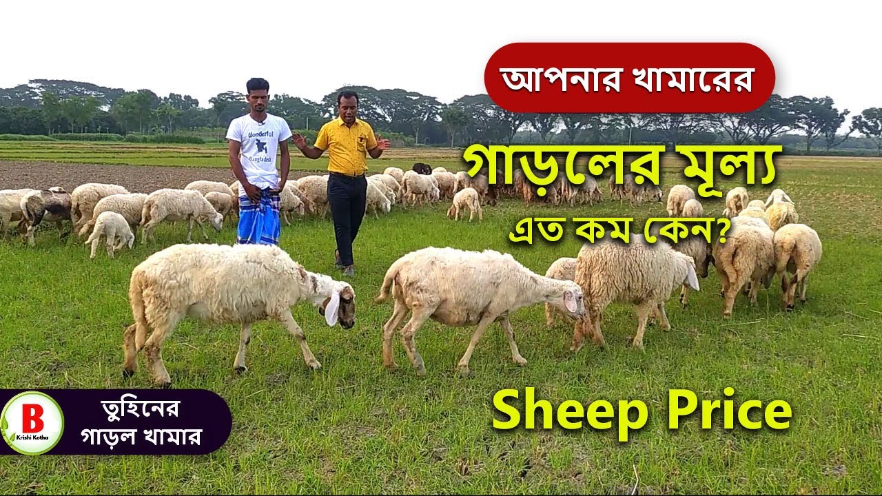 Sheep Price in Bangladesh । তুহিনের গাড়লের মূল্য জানুন । @sheepfarminginbangladesh । garol khamar । গাড়ল । ভেড়া