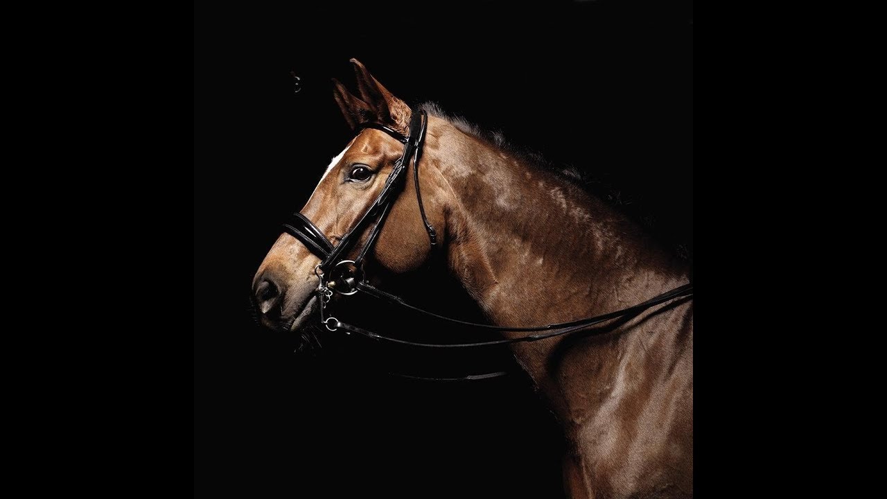 Leave a Light On - Equestrian Music Video