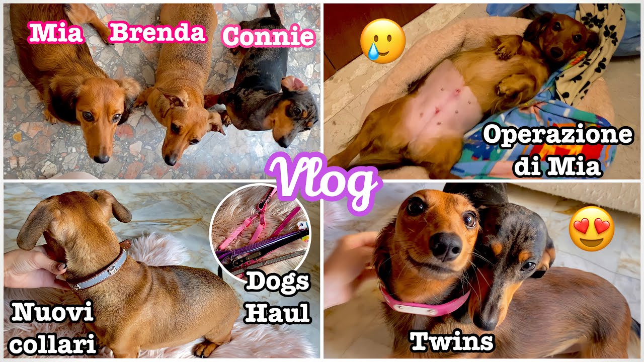 Vlog: A DAY WITH ME CON I NOSTRI 3 BASSOTTI + HAUL