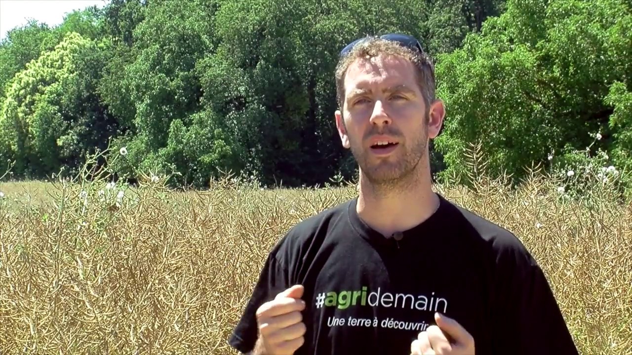 Gestion des insectes sur colza : accepter de prendre des risques
