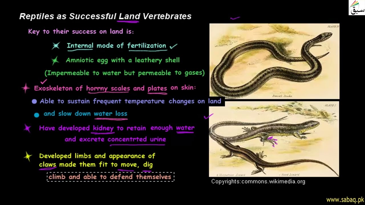 Reptiles as Successful Land Vertebrates